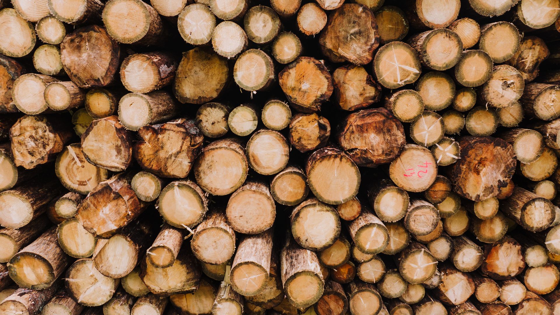 Logs at the edge of the woods